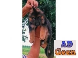 German Shepherd 40 days Puppies available The Dog Farm 9793862529